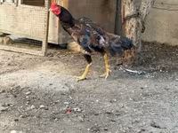 Chickens — 2-сурет