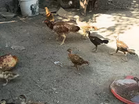 Chickens — photo 2