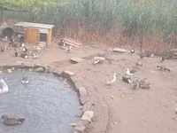Ducks — الصورة 8