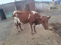 母牛, Simmental cattle — 照片 4