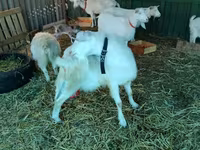 母山羊, Pomellata goat — 照片 5