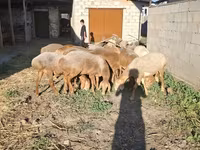 أغنام (دفعة، الجنس غير محدد), Hissar sheep — الصورة 4