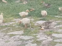 Ducks — foto 4