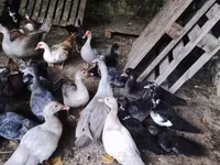 Ducks — 照片 3