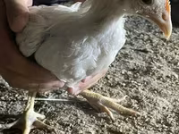 Chickens — 5-rasm