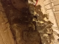 Ducks — फ़ोटो 3