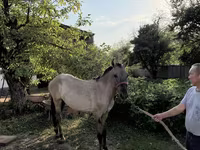 Hengst, Tiger horse — Foto 2