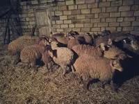 Ovejas (lote, sexo no especificado), Ovejas — foto 5