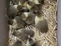 Ducks — الصورة 3