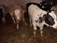 Rinder (Partie, Geschlecht nicht angegeben), Simmental cattle — Foto 2