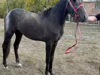 Айғыр, Orlov Trotter — 1-сурет