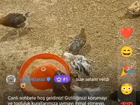Chickens — फ़ोटो 3