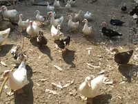 Ducks — 7-rasm