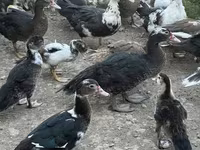 Ducks — foto 4
