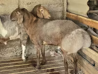 Ram, Arashan sheep — photo 6