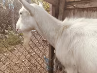 Коза, Saanen goat — фото 1