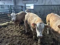 Bovinos (lote, sexo no especificado), Charolais cattle — foto 3