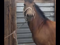 Caballo, Kazakh horse — foto 5