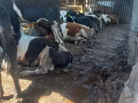 गाय, गोलस्टीन नस्ल — फ़ोटो 2