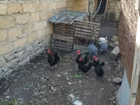 Chickens — photo 1