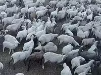 Qoʻy, Hampshire sheep — 2-rasm