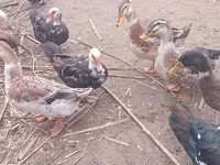 Ducks — الصورة 7