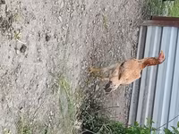 Chickens — 7-сурет