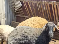 نعجة, Karakul sheep — الصورة 3