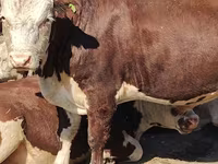 公牛, Kazakh White-headed cow — 照片 1