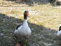 Geese — फ़ोटो 3
