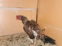 Chickens — Foto 1
