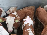 ثور, Simmental cattle — الصورة 2