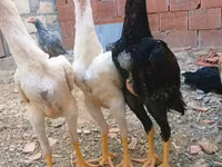 Chickens — 2-сурет