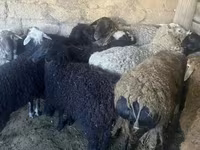 كبش, الأغنام — الصورة 3