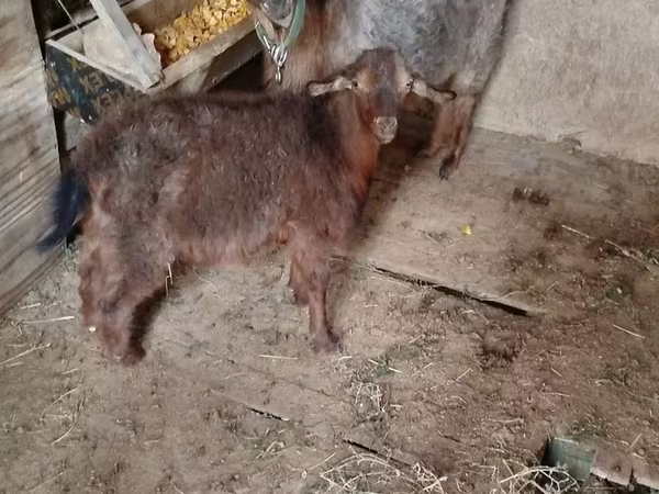 Cabra, Cabras