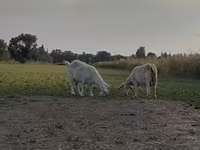 Keçilər (partiya, cinsi göstərilməyib), Nubian Goat — foto 8