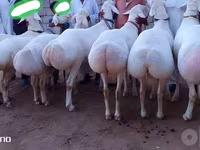 Qoç, Qoyunlar — foto 2