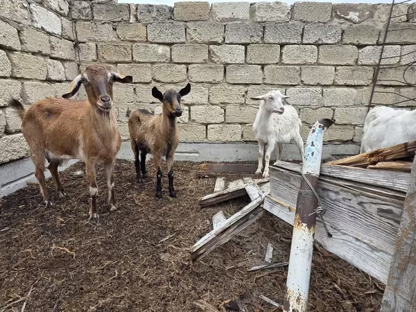 Cabra, Saanen goat