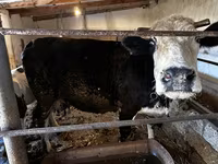 Сиыр, Simmental cattle — 1-сурет