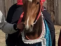 Yegua, Caballos — foto 1
