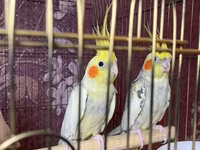Salamlar quşlar şatılir hamısı idyal vəziyyətdədirlər .vitaminləri35 — photo 4