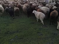Qoç, Hissar sheep — foto 4