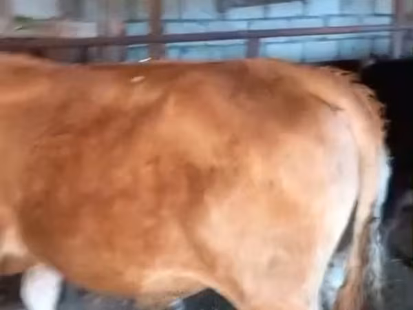 Bulle, Rinder