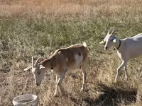 Cabra, Saanen goat — foto 2