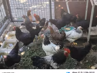 Chickens — 5-rasm