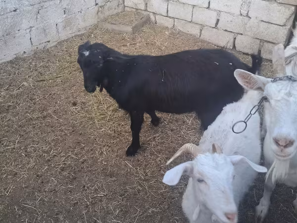 Коза, Кози