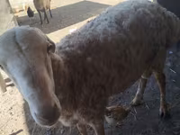 Qoʻchqor, Karakul sheep — 4-rasm
