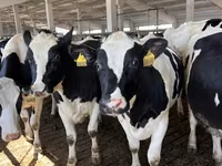 Kuh, Holstein-Rasse — Foto 3