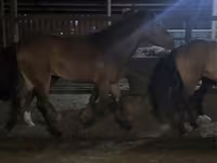 Hengst, Kazakh horse — Foto 4