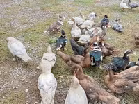 Ducks — Foto 1